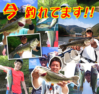 今釣れています