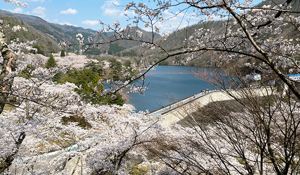 さくら祭り