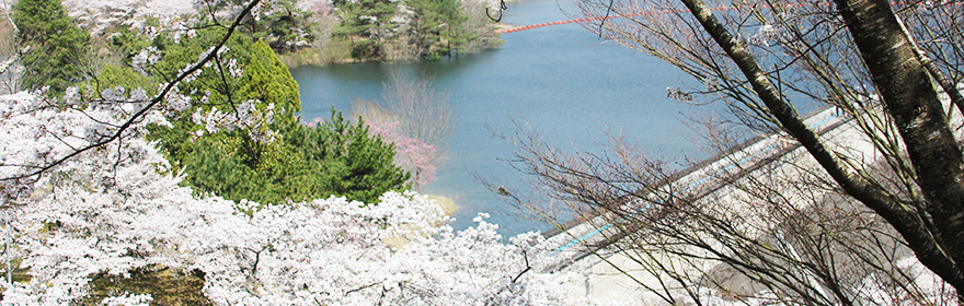 大野ダム公園さくら