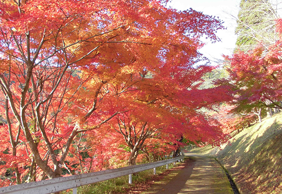 大野ダム公園紅葉