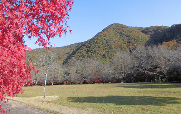 大野ダム公園紅葉