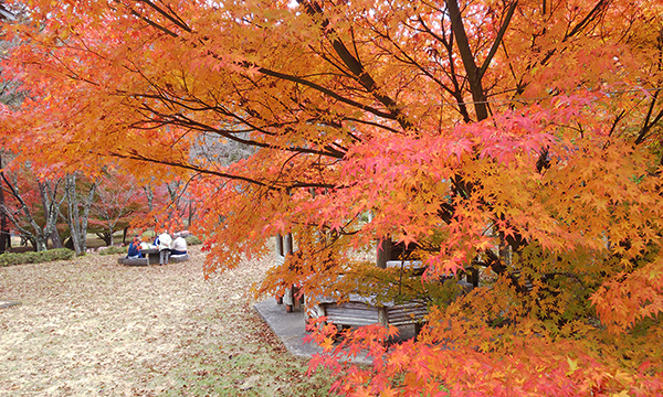 紅葉祭り