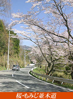 桜・もみじ並木道